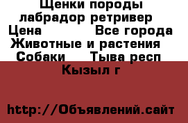 Щенки породы лабрадор ретривер › Цена ­ 8 000 - Все города Животные и растения » Собаки   . Тыва респ.,Кызыл г.